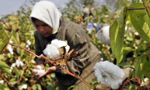 Cotton growers seek concessions as water shortages hit crop Cotton growers seek concessions as water shortages hit crop