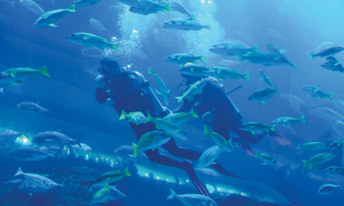 Human activity disrupting ocean CO2 absorption