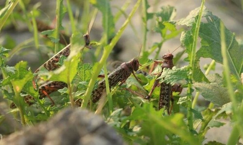 FAO starts training its staff for fighting locust menace