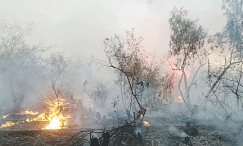 Forest fire damages trees, wildlife over 50 acres Forest fire damages trees, wildlife over 50 acres