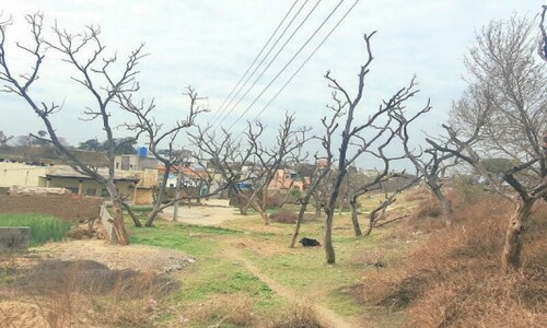 &lsquo;Widespread death&rsquo; of Shisham trees in Potohar