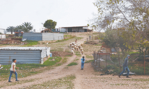 Israeli settlers steal hundreds of sheep from Bedouin