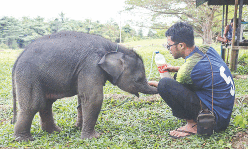 Baby elephant rescued after it became separated from mother in Indonesia Baby elephant rescued after it became separated from mother in Indonesia