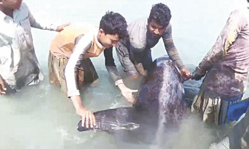 Fishermen in Balochistan rescue rare dolphin and release it back into the sea