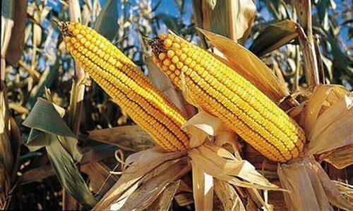 Despite surplus, maize exports plunge 87pc Despite surplus, maize exports plunge 87pc