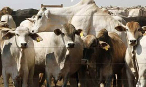 Food and Agriculture Organisation for improving livestock productivity to cut antibiotic use Food and Agriculture Organisation for improving livestock productivity to cut antibiotic use