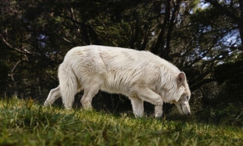 Biotech company brings back formerly extinct dire wolf Biotech company brings back formerly extinct dire wolf