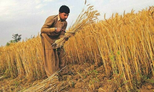 With harvest underway, growers fear further drop in wheat price With harvest underway, growers fear further drop in wheat price