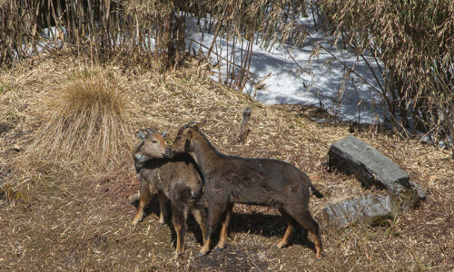Three villagers booked for hunting rare Himalayan grey goral in AJK Three villagers booked for hunting rare Himalayan grey goral in AJK
