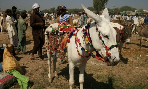 China expresses keen interest in establishing donkey farms in Pakistan citing favourable environment China expresses keen interest in establishing donkey farms in Pakistan citing favourable environment