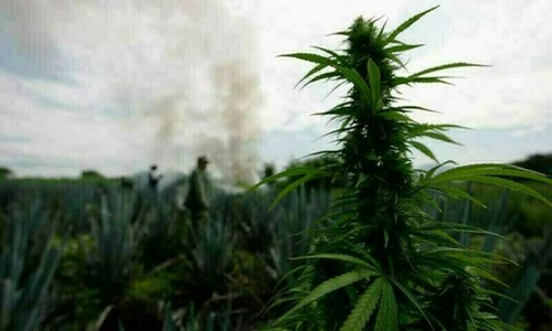 KP govt decides to legalise cannabis cultivation
