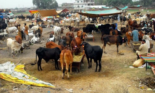 National Institute of Health warns of Congo virus, heatstroke before Eidul Azha National Institute of Health warns of Congo virus, heatstroke before Eidul Azha