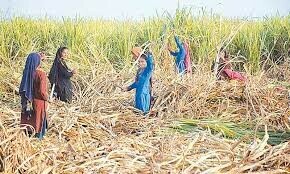 Food security at stake, warn wheat farmers