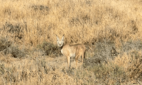 Rare caracal seen in Rahim Yar Khan&rsquo;s Cholistan Desert