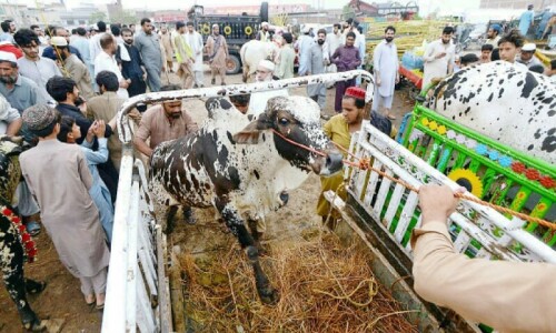 KMC to establish nine markets of sacrificial animals across Karachi