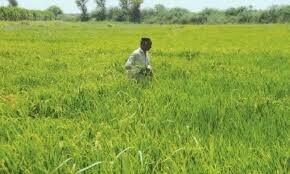 Targets set for Kharif crops amid drier forecast