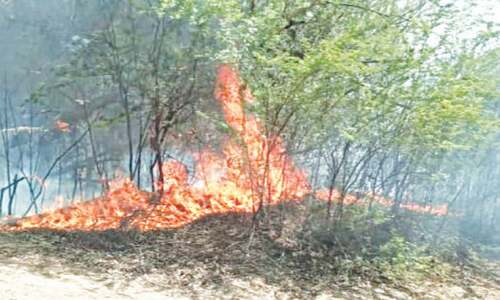 Forest fire reduces trees on 40 acres to ashes in Rahim Yar Khan