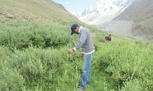 Initiative taken to conserve Chitral&rsquo;s endemic plant species