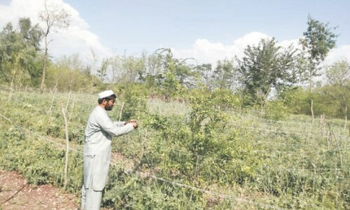 Bara growers switching over from poppy cultivation to orchard farming Bara growers switching over from poppy cultivation to orchard farming