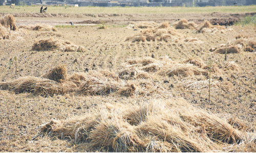 More hail, thunderstorms likely from today