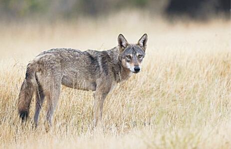 Rare Indian grey wolf killed by locals near Derawar Fort in Cholistan Rare Indian grey wolf killed by locals near Derawar Fort in Cholistan