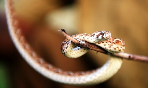 100 children fall sick after eating snake-mixed lunch in India