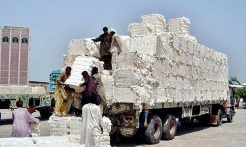 Cotton prices witness surge, courtesy international market