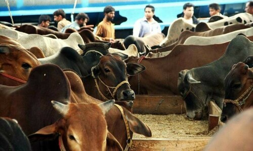 SBP goes &lsquo;cashless&rsquo; for cattle markets