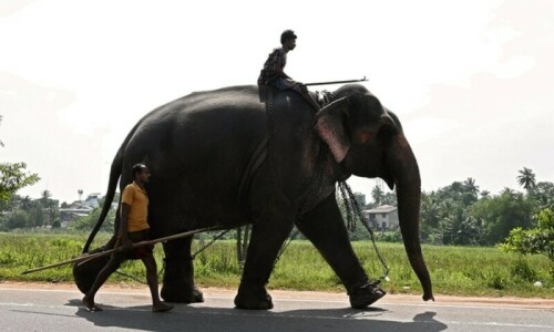 Train kills elephant in Sri Lanka despite new safety moves Train kills elephant in Sri Lanka despite new safety moves