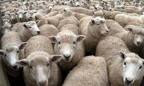 KP govt asked to lift eight-year ban on import of animals from Afghanistan KP govt asked to lift eight-year ban on import of animals from Afghanistan
