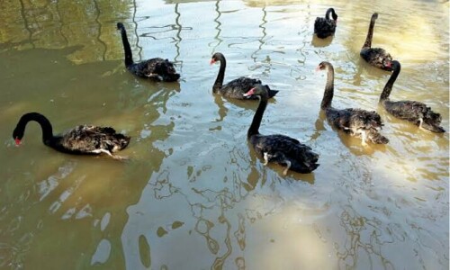 Sindh sees 50pc drop in influx of migratory birds due to climate change Sindh sees 50pc drop in influx of migratory birds due to climate change