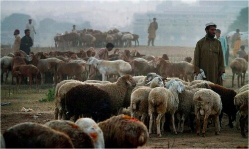 Robbers hijack rickshaw carrying sacrificial animals in Karachi: police