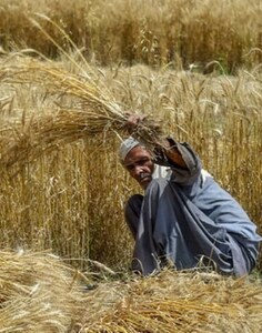 Facilitating farmers to beat wheat crisis Facilitating farmers to beat wheat crisis