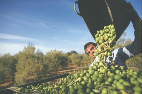 Olive value chain policy submitted to cabinet for approval Olive value chain policy submitted to cabinet for approval
