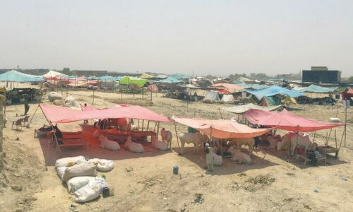 Bhatta Chowk cattle market gearing up for customers