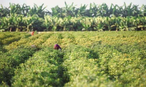 ‘Flawed’ govt policies cause sharp contraction in major crops ‘Flawed’ govt policies cause sharp contraction in major crops