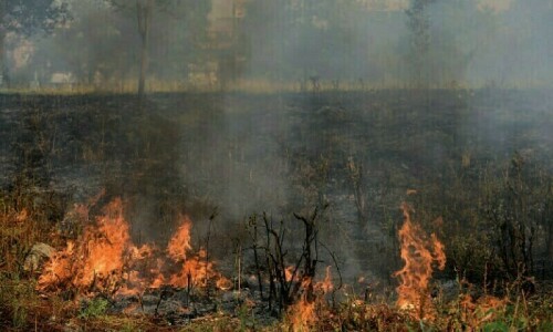 Wildfire ravages 35km forest area in Kirthar range Wildfire ravages 35km forest area in Kirthar range