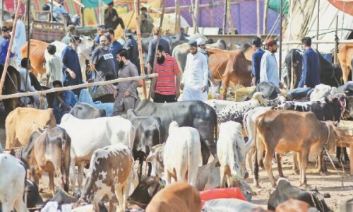 Prices of big animals drop in Lahore a day before Eid Prices of big animals drop in Lahore a day before Eid