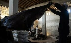 Over 250 organisations allowed to collect animal hides in Rawalpindi Over 250 organisations allowed to collect animal hides in Rawalpindi