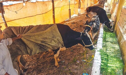 Foot-and-mouth disease ravages herds in Chakwal