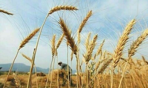 Substandard wheat flour sacks inflict Rs594bn loss, food ministry told Substandard wheat flour sacks inflict Rs594bn loss, food ministry told