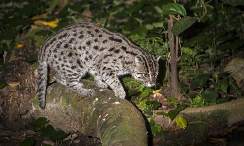 Fishing cat: Pakistan’s Indus delta losing its lone surviving predator Fishing cat: Pakistan’s Indus delta losing its lone surviving predator