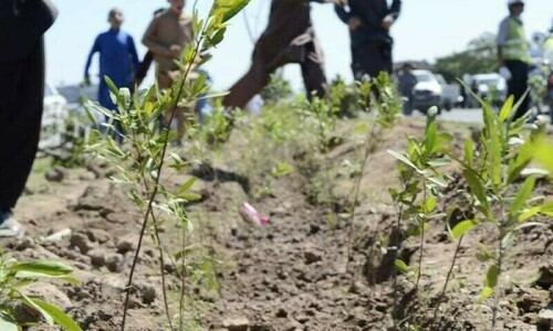 Punjab to plant 42m trees, says CM Maryam