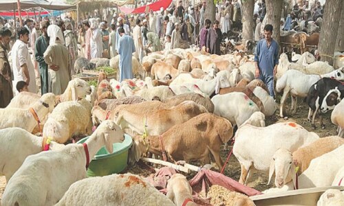 High prices of sacrificial animals in KP keep buyers at bay