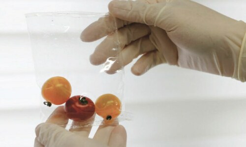 Scientists in Japan develop plastic that dissolves in seawater Scientists in Japan develop plastic that dissolves in seawater