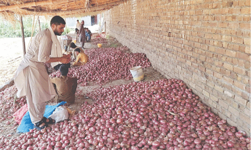 Onion growers harvest bumper  crop in Khyber