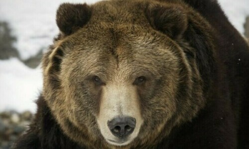 Motorcyclist killed in bear attack on scenic Romanian mountain road