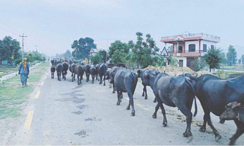 Gangs take away 260 buffaloes in Muzaffargarh district