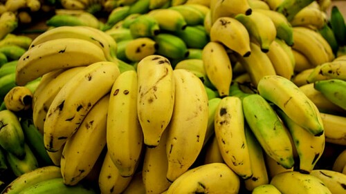 Agriculture: Climate crisis and the death of bananas