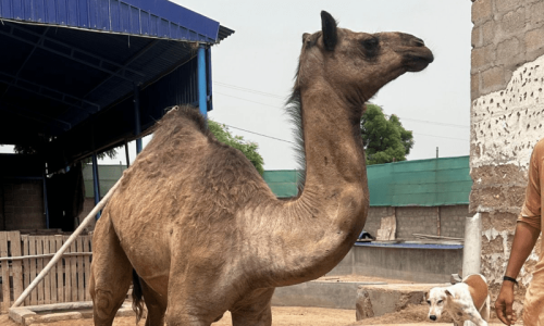 Mutilated camel from Sanghar stands for first time in over a year with prosthetic leg